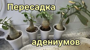 Пересадка адениумов. Упущенные возможности. Исправить невозможно. 3 апреля 2026 г.