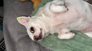 Доброго всем вечера и самой спокойной ночи.