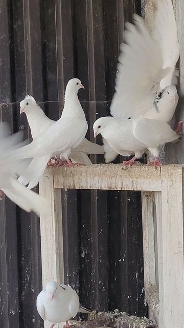 Белые голоногие бакинские