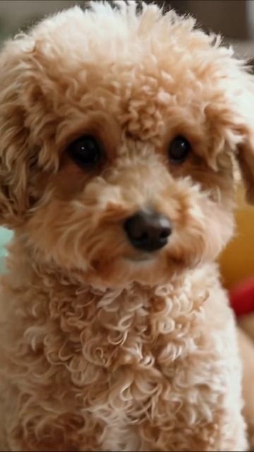 Очаровательный щенок: Все о нашей собаке #щенок #питомцы #собака