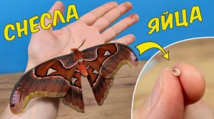 Огромная тропическая бабочка снесла яйца прямо на столе!