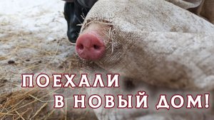 1,5 месяца — и в новый мир: как поросята уезжают от нас на снегоходе ❤️