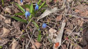 Влог 2 -3 апреля 26 года. Первый день в саду, сломанная беседка. Моя рассада, нужен совет