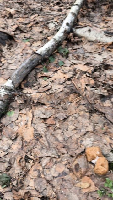 СЕЗОН 2026 ОТКРЫТ! Первые грибы — строчки гигантские и красная саркосцифа #грибы #весна #сезон2026