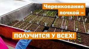 Самый ПРОСТОЙ СПОСОБ размножить метельчатую гортензию — ЧЕРЕНКОВАНИЕ ПОЧКОЙ