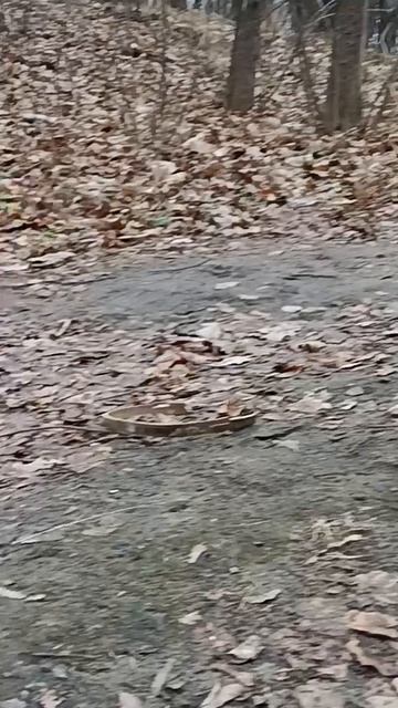 Белки пришли за орешками