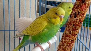 ПОДАРОК НА ДЕНЬ РОЖДЕНИЯ! МОЙ ПИТОМЕЦ! ПОПУГАЙ КЕША!КАК ВЫБРАТЬ МОЛОДОГО ПТЕНЦА,МАЛЬЧИКА.