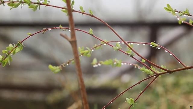 Весенний дождь (песня)