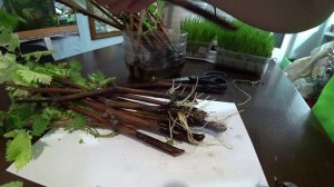 Результат проращивания черенков винограда