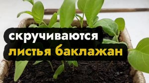 Скручивается лист баклажана - жетлеют и скручивается лист баклажана