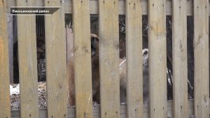 НЕДАЛЕКО ОТ КРАСНОЯРСКА ВВЕЛИ КАРАНТИН ПО БЕШЕНСТВУ.