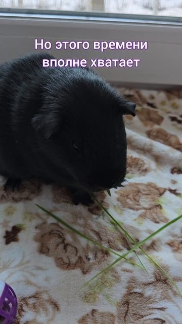 Морская свинка Чатти учится брать мячик из рук