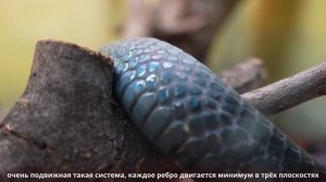 Особенности ядовитых змей в Московском зоопарке.