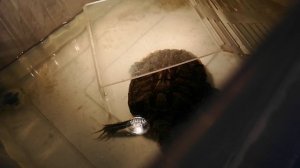 рома и черепаха