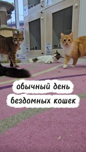 Обычный день бездомных кошек в Смоленске