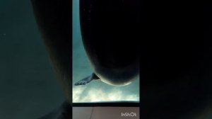 Милая Нерпа