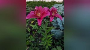 лето часть 2