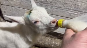 ДВИЖУХА НА ДУБКОВСКОЙ ФЕРМЕ