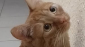 БОЛЬШЕ НЕ МУРЧИТ...