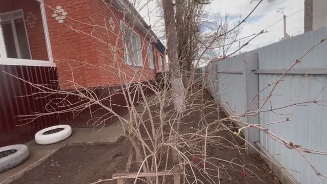 Порядок навела🏠// зрение так себе// мои розы 🌹