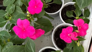 Зацветает рассада бальзамина. Подрастает зелень в теплице