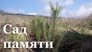 На территории Новоайдарского лесоохотничьего хозяйства высадили 10 тысяч саженцев крымской сосны