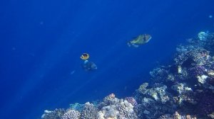 2 триггера на внешке (Titan triggerfish, Balistoides viridescens)