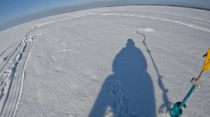 Окуни на балансир!