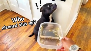 Подборка самых смешных кошек и собак. Попробуй не рассмеяться