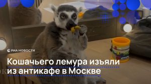 Кошачьего лемура изъяли из антикафе в Москве