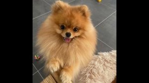 приколы с собачками🐶🔥