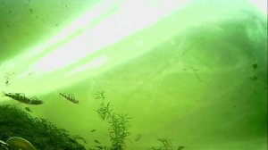 1000012947.mp4Волга гл.2м.03.04.2026г.