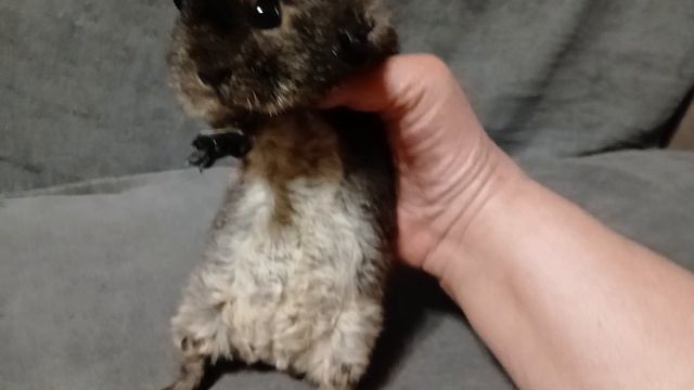 американский тедди чёрный оттер, лимонный солид агути, возраст 1 месяц