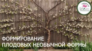 СПОСОБЫ ФОРМИРОВАНИЯ КРОН ПЛОДОВЫХ ДЕРЕВЬЕВ