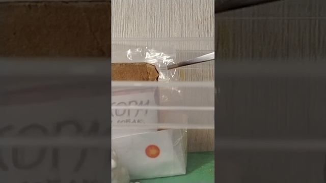 2 часть бумажных собак