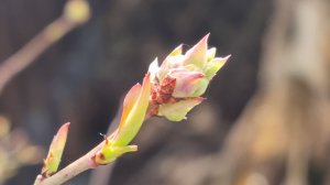 Весенняя дачная пора: Апрельские работы в саду, огороде и цветнике. Полный план работ на месяц