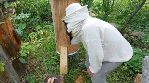 Пчеловодство №140 Что стало с колодой через месяц?