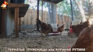 Куриная рутина – что делают куры на выгуле 😂 эпизод (151)