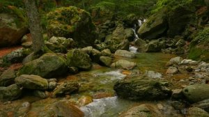 4K Forest Stream - Relaxing River Sounds - No Birds - Ultra HD Nature Video -  Relax⧸ Sleep⧸ Study