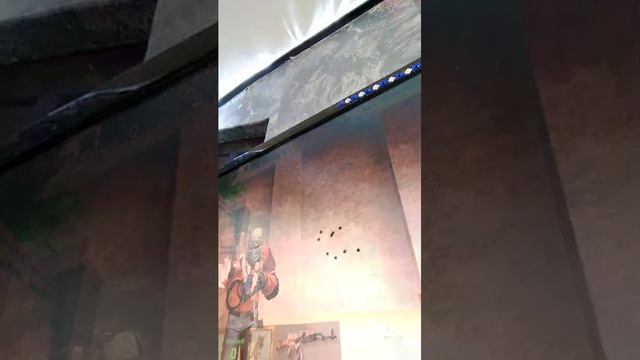 гогогошечка