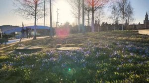 Первые подснежники (крокусы) в парке «Зарядье»