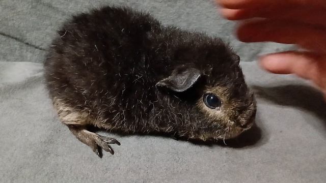 американский тедди чёрный оттер, возраст 1 месяц