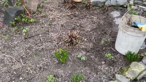 03-04-2026 Огородные дела, не смогла поработать на огороде.