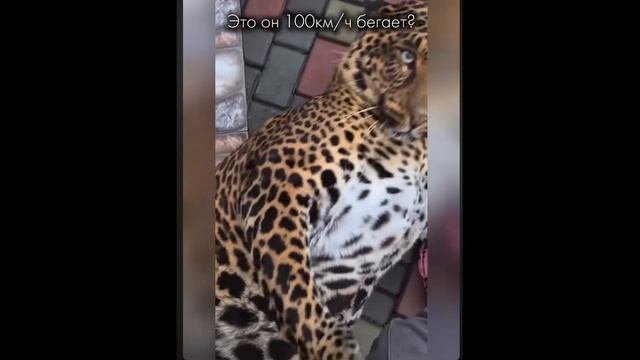 Всё нормально?????