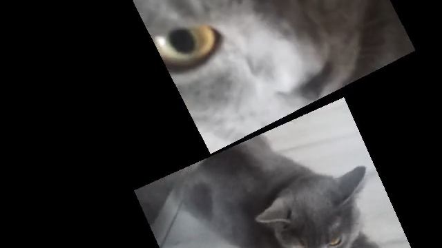 милота! 🐱🐱🐱