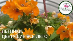 ЛЕТНИКИ ДЛЯ КАШПО, КОТОРЫЕ ЦВЕТУТ ВСЕ ЛЕТО