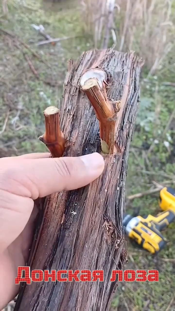 Тебе лучше было не спорить со мной - Донская лоза