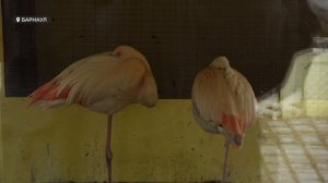 Барнаульцы с «птичьими» фамилиями бесплатно посетили зоопарк в День птиц