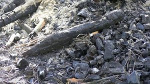 С 10 апреля на территории Тверской области начнется пожароопасный сезон