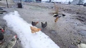 Приготовления к празднику СЕЛЬЧАНКА В АМЕРИКЕ